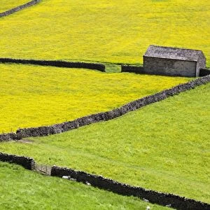 Barn and dry stone walls in buttercup meadows at Gunnerside, Swaledale, Yorkshire Dales, Yorkshire, England, United Kingdom, Europe