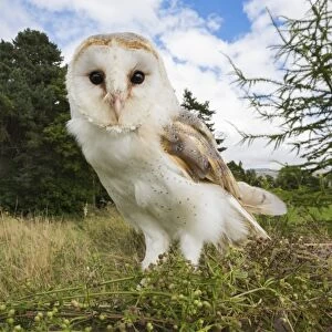 Barn owl (Tyto alba), captive, Cumbria, England, United Kingdom, Europe