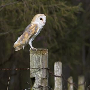 Barn owl (Tyto alba), captive, United Kingdom, Europe