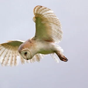 Barn owl (Tyto alba) in flight, in captivity, Cumbria, England, United Kingdom, Europe