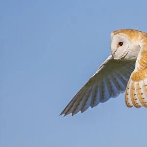 Barn Owl (Tyto Alba), Northumberland, United Kingdom, Europe