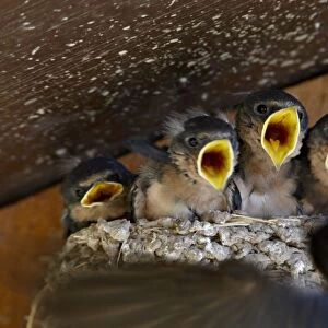 Four barn swallow (Hirundo rustica) chicks chirp as parent approaches nest with food