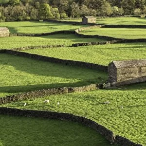 Barns and dry stone walls at Gunnerside, Swaledale, Yorkshire Dales, Yorkshire, England