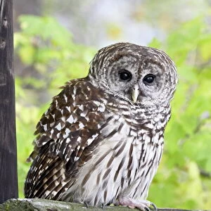 Barred owl (Strix varia) on fence