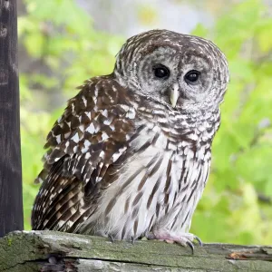 Barred owl (Strix varia) on fence