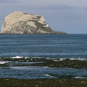 Bass Rock gannetry