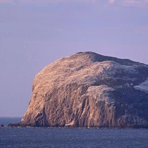 Bass Rock, large gannet (Sula bassana) colony of around 80000 nests