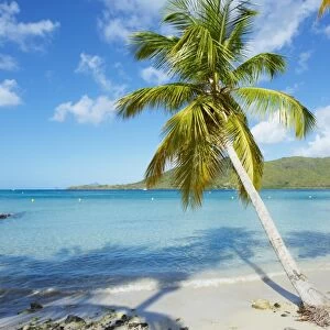Beach and palm tree near the Club Mediterannee hotel, Le Marin, Martinique