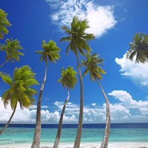 Empty beach and palm trees, Maldives, Indian Ocean, Asia