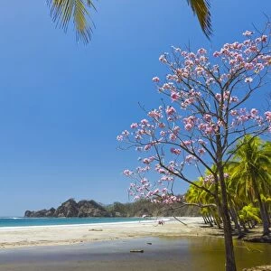 Beautiful palm fringed white sand Playa Carrillo, Carrillo, near Samara, Guanacaste Province, Nicoya Peninsula, Costa Rica, Central America