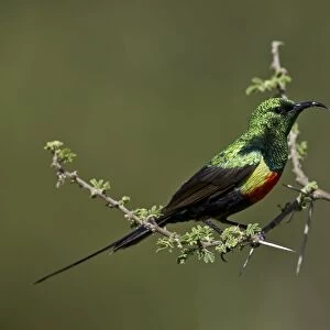 Beautiful sunbird (Cinnyris pulchella), male, Ngorongoro Conservation Area, UNESCO
