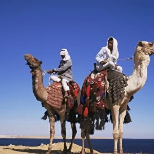 Bedouin and camels, Sinai, Egypt, North Africa, Africa