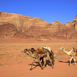 Bedouin and camels, Wadi Rum, Jordan, Middle East