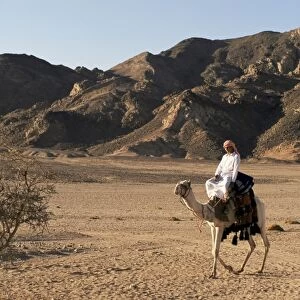 Bedouin man riding camel, Sinai, Egypt, North Africa, Africa