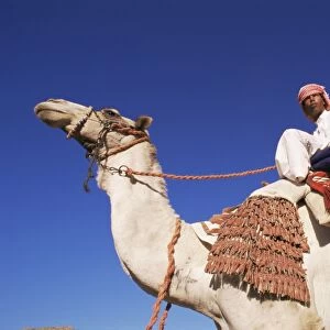 Bedouin riding camel, Sinai, Egypt, North Africa, Africa