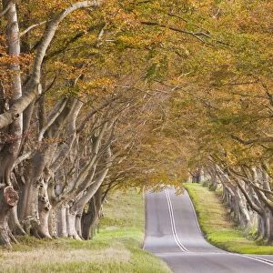 The beech avenue at Kingston Lacy in full autumn colour, Dorset, England, United Kingdom, Europe