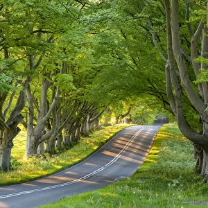 Beech tree avenue and road in morning sunlight in spring, Badbury Rings, Dorset, England