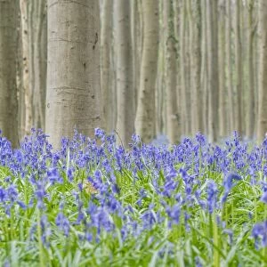 Beechwood with bluebell flowers on the ground, Halle, Flemish Brabant province, Flemish region