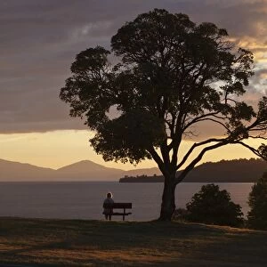 Bench and tree overlooking Lake Taupo, Taupo, North Island, New Zealand, Pacific
