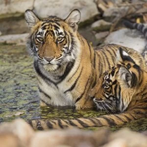 Bengal tiger (Panthera tigris tigris), Ranthambhore, Rajasthan, India, Asia
