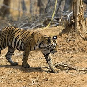 A Bengal tiger (Panthera tigris tigris) walking, Bandhavgarh National Park, Madhya Pradesh
