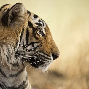 Bengal tiger, Ranthambhore National Park, Rajasthan, India, Asia