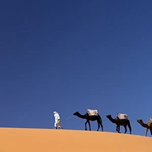 Berber man leading a train of camels over the orange sand dunes of the Erg Chebbi sand sea, Sahara Desert near Merzouga, Morocco, North Africa, Africa