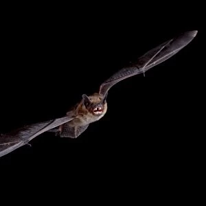 Big brown bat (Eptesicus fuscus) in flight, in captivity, Hidalgo County