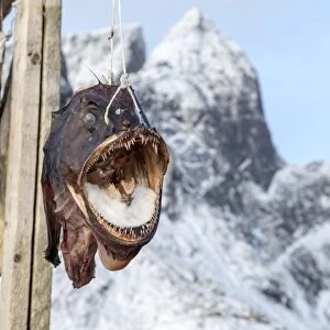 Big codfish exposed to protect the structures used for drying this precious product which is exported all over the world from the Lofoten Islands, Arctic, Norway, Scandinavia, Europe