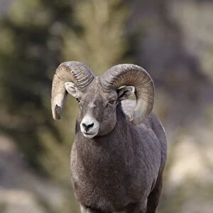 Bighorn sheep (Ovis canadensis) ram durng the rut, Clear Creek County, Colorado, United States of America, North America