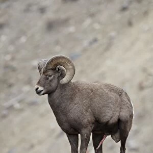 Bighorn sheep (Ovis canadensis) ram with an erection during the rut, Clear Creek County, Colorado, United States of America, North America