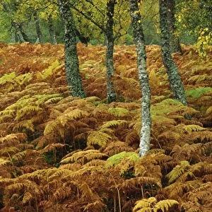 Birch trees and bracken in autumn, Glen Strathfarrar, Highlands, Scotland