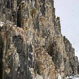 Bird Cliff