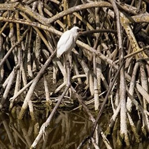 Bird perched in mangroves