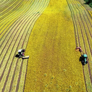 Bird's eye view of two combined tractors mowing a yellow meadow in two different rows, Italy, Europe