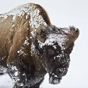 Bison (Bison bison) bull covered with snow in the winter, Yellowstone National Park, Wyoming, United States of America, North America