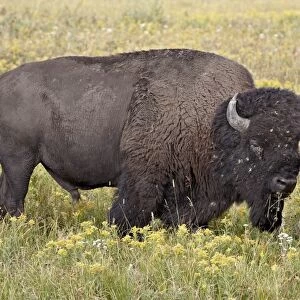 Bison (Bison bison) bull among yellow wildflowers, Yellowstone National Park, Wyoming, United States of America, North America