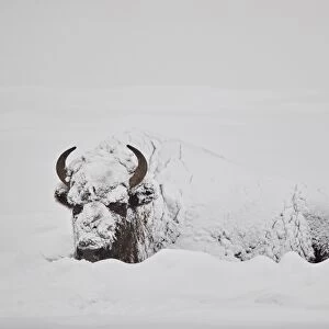 Bison (Bison bison) covered with snow in the winter, Yellowstone National Park, Wyoming