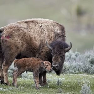 Bison (Bison bison) cow and newborn calf, Yellowstone National Park, Wyoming, United
