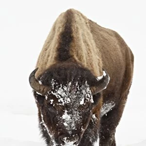 Bison (Bison bison) in snow, Yellowstone National Park, Wyoming, United States of America