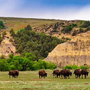 Bison in the Theodore Roosevelt National Park South Unit, North Dakota