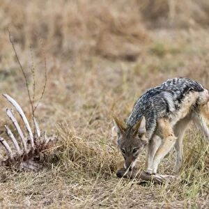 A black-backed jackal (Canis mesomelas) feeding on a carcass, Botswana, Africa