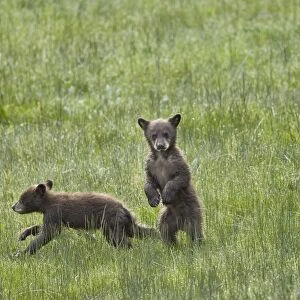 Black Bear (Ursus americanus), two chocolate cubs of the year or spring cubs, Yellowstone