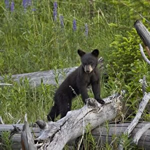 Black Bear (Ursus americanus) cub of the year, Yellowstone National Park, Wyoming, United States of America, North America