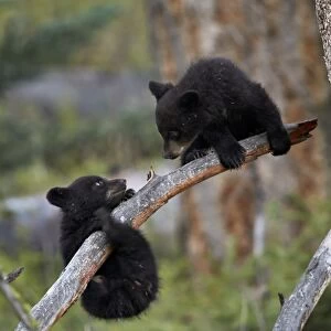 Two Black Bear (Ursus americanus) cubs of the year or spring cubs playing, Yellowstone