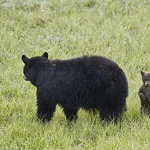 Black Bear (Ursus americanus) sow and a chocolate cub of the year or spring cub