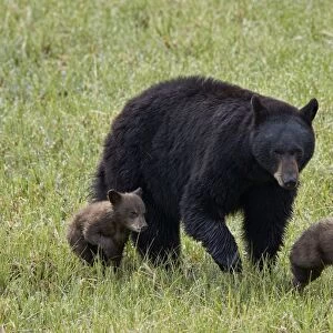 Black bear (Ursus americanus) sow and two chocolate cubs of the year or spring cubs