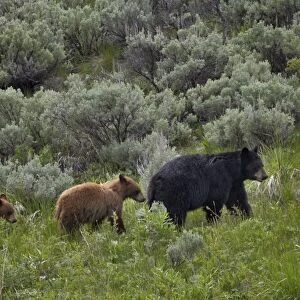 Black bear (Ursus americanus) sow and two cinnamon yearling cubs, Yellowstone National Park, UNESCO World Heritage Site, Wyoming, United States of America, North America