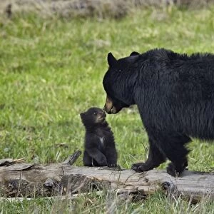 Black bear (Ursus americanus) sow and cub of the year, Yellowstone National Park, Wyoming, United States of America, North America