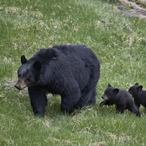 Black bear (Ursus americanus) sow and three cubs of the year, Yellowstone National Park, UNESCO World Heritage Site, Wyoming, United States of America, North America
